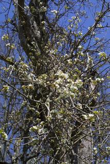 Pyrus communis, whole tree or vine - winter