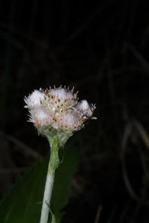 Antennaria plantaginifolia, inflorescence - lateral view of flower
