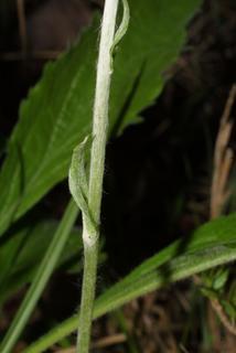 Antennaria plantaginifolia, stem - showing leaf bases