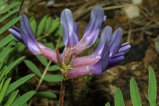 Astragalus bibullatus, inflorescence - lateral view of flower
