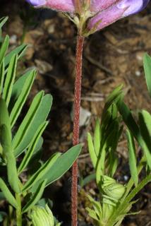 Astragalus bibullatus, stem - showing leaf bases