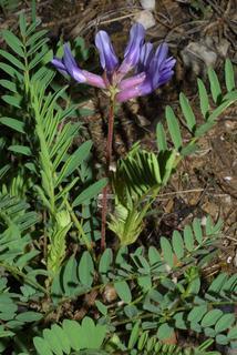 Astragalus bibullatus, whole plant - in flower - general view