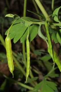 Corydalis flavula, fruit - as borne on the plant