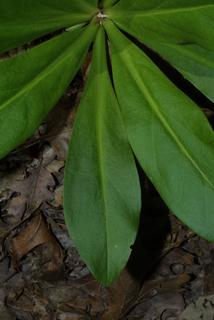 Frasera caroliniensis, leaf - basal or on lower stem