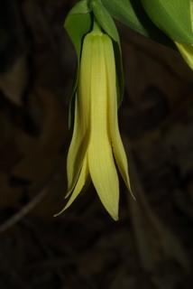 Uvularia perfoliata, inflorescence - lateral view of flower