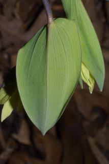 Uvularia perfoliata, leaf - basal or on lower stem