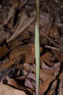 Uvularia perfoliata, stem - showing leaf bases