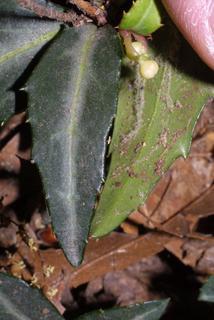 Chimaphila maculata, leaf - basal or on lower stem
