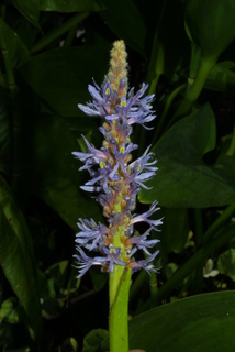 Pontederia cordata, inflorescence - whole - unspecified