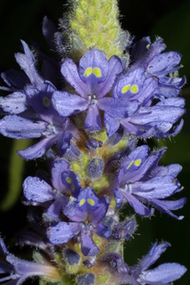Pontederia cordata, inflorescence - frontal view of flower