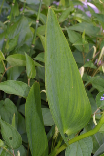 Pontederia cordata, leaf - basal or on lower stem