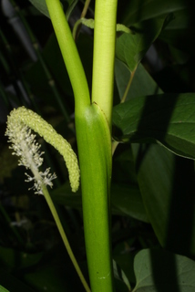 Pontederia cordata, stem - showing leaf bases