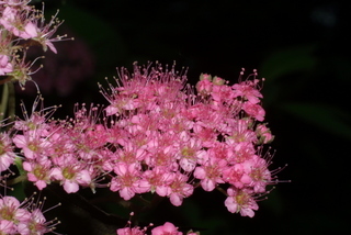 Spiraea japonica, inflorescence - frontal view of flower