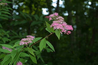 Spiraea japonica, inflorescence - whole - unspecified