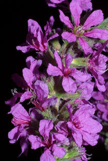 Lythrum salicaria, inflorescence - frontal view of flower