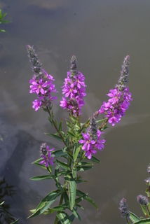 Lythrum salicaria, inflorescence - whole - unspecified