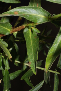 Lythrum salicaria, leaf - basal or on lower stem