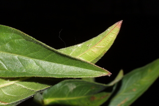 Lythrum salicaria, leaf - margin of upper + lower surface