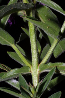 Lythrum salicaria, stem - showing leaf bases
