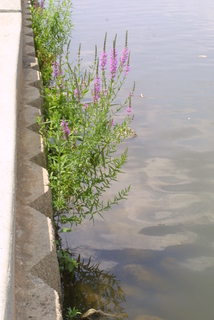 Lythrum salicaria, whole plant - in flower - general view