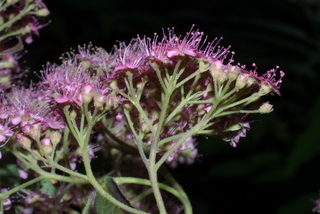 Spiraea japonica, inflorescence - lateral view of flower