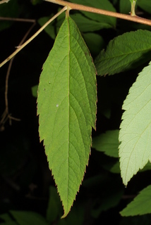 Spiraea japonica, leaf - whole upper surface