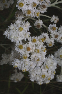 Anaphalis margaritacea, inflorescence - frontal view of flower