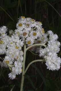 Anaphalis margaritacea, inflorescence - whole - unspecified