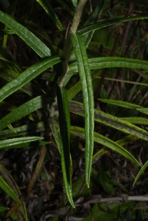 Anaphalis margaritacea, leaf - basal or on lower stem