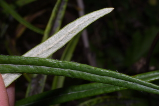 Anaphalis margaritacea, leaf - margin of upper + lower surface