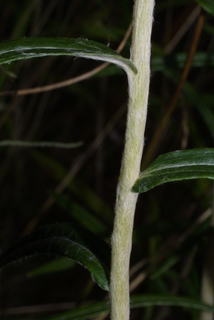 Anaphalis margaritacea, stem - showing leaf bases