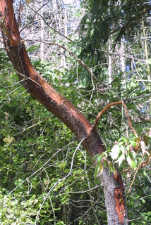 Arbutus menziesii, bark - of a large tree