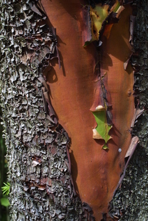Arbutus menziesii, bark - of a large tree