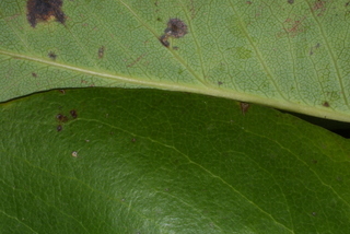 Arbutus menziesii, leaf - margin of upper + lower surface