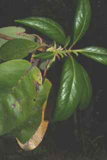 Arbutus menziesii, leaf - showing orientation on twig