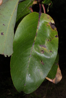 Arbutus menziesii, leaf - whole upper surface