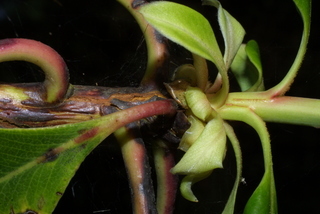 Arbutus menziesii, twig - orientation of petioles