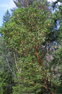 Arbutus menziesii, whole tree or vine - general