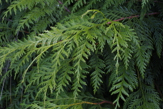 Thuja plicata, leaf - showing orientation on twig