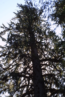 Picea sitchensis, whole tree - view up trunk