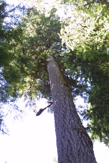 Pseudotsuga menziesii, whole tree - view up trunk
