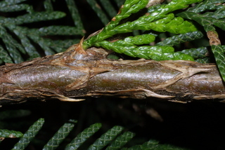 Thuja plicata, twig - after fallen needles