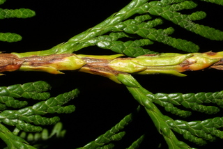 Thuja plicata, twig - showing attachment of needles