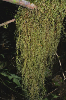 Isothecium myosuroides, whole gametophyte - unspecified
