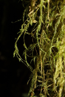 Isothecium myosuroides, whole gametophyte - unspecified