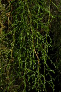 Selaginella oregana, whole gametophyte - unspecified