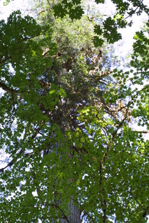 Thuja plicata, whole tree - view up trunk