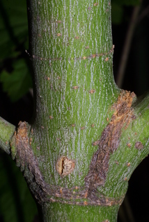 Acer circinatum, bark - of a small tree or small branch