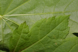 Acer circinatum, leaf - margin of upper + lower surface