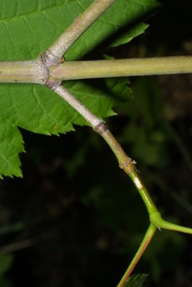 Acer circinatum, twig - orientation of petioles